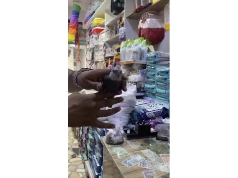Evcil konuşan sultan papağanı