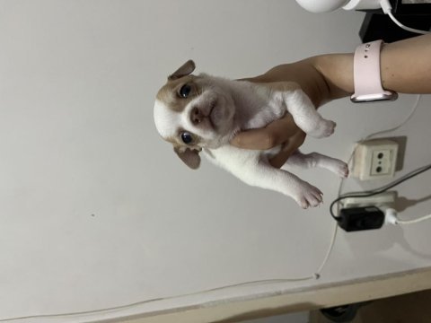 1 aylık chihuahua yavrular
