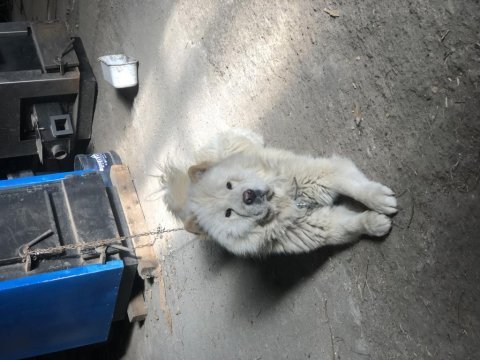 Beyaz çin aslanı dişi