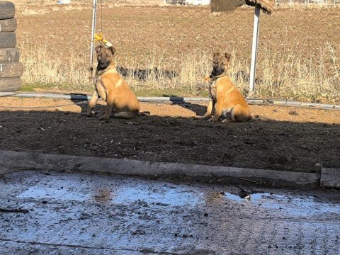 Belçika kurdu maskeli köpekler