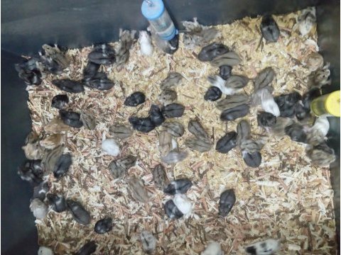 Yavru gonzales hamster