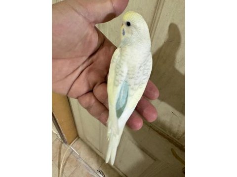 30 günlük renk güzeli oğlan muhabbet kuşu