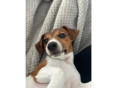 Jack russell iş dolayısıyla sahiplendirmek istiyorum