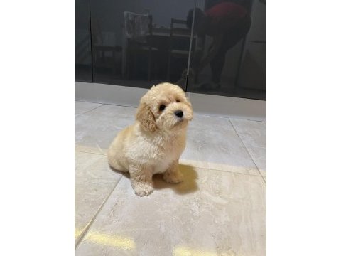 Orijinal maltipoo yavru terrier melezi değil