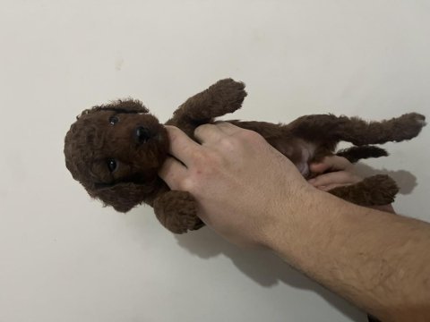 Toy poodle yavru köpeğimiz