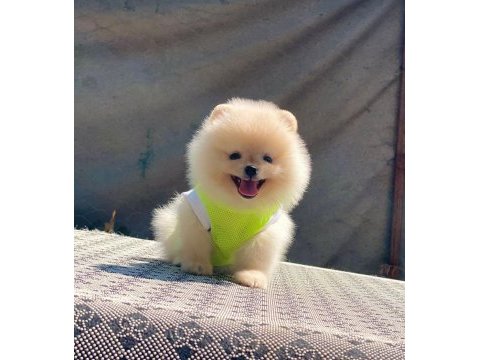Pomeranian boo safkan ayı surat bebeklerim