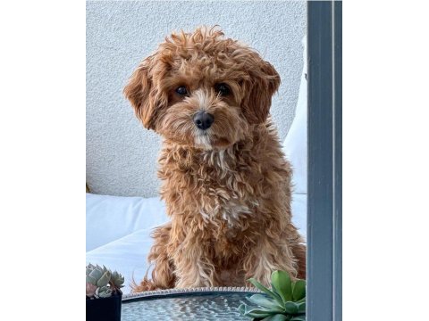 Cavapoo yavruları sağlık ve ırk garantili
