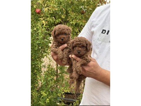 Safkan toy poodle yavrular