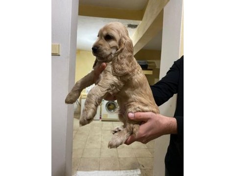 Cocker yavrularımız yeni ailesini beklemekte