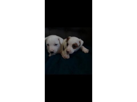 Jack russell kardeşler