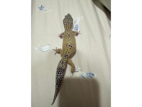 Acil satılık dişi damızlık leopard gecko