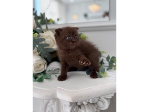 Irk ve sağlık garantili çikolata kedilerimiz