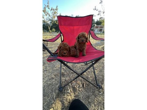 Oyuncak ayıcık red brown toy poodle bebekler