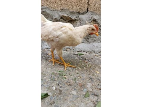 2 adet 4 aylık horoz pazarlık olur