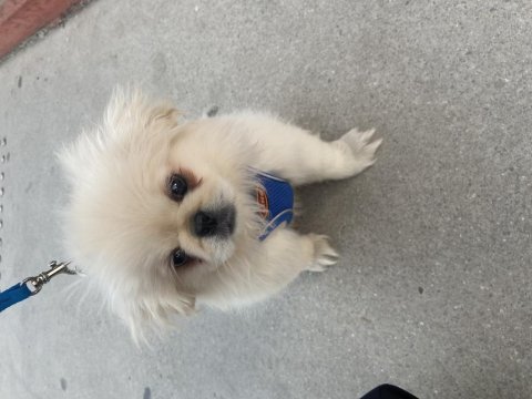 Yavru pekinez köpeği