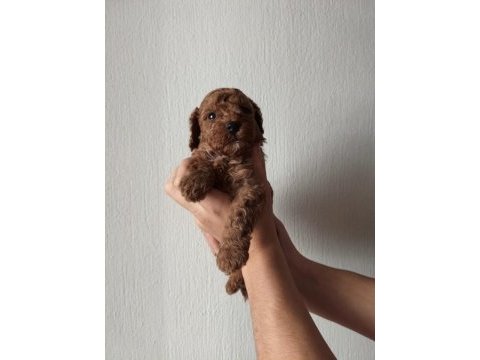 Ev ortamında bakılan kendi köpeğimizin yavrularıdır