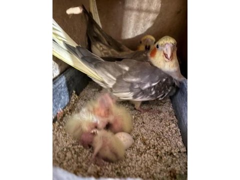 Kuluçka makinesi gibi yavrulu pied takım sultan