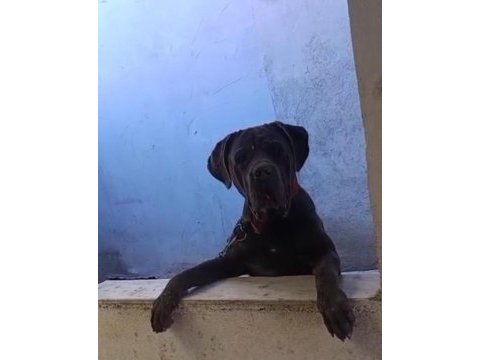 Cane corso yavrularımız a kalite ırk garantili teslim