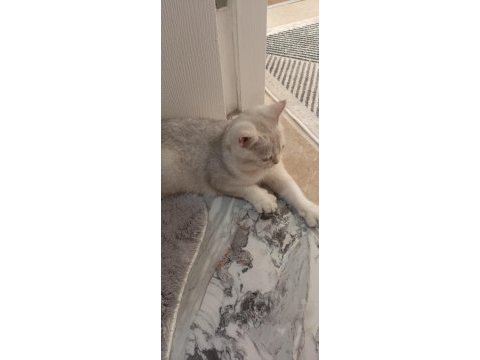 British shorthair dişi yavru