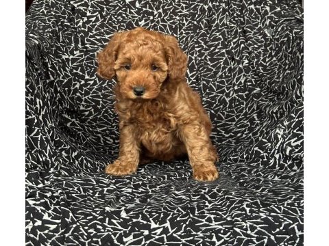 Dişi poodle yavru