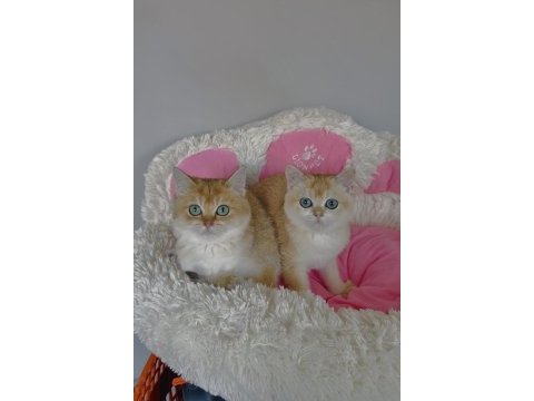 Scr li anne babadan golden ny12 brıtısh shorthair 