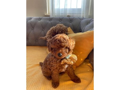 Show kalite toy poodle bebekler