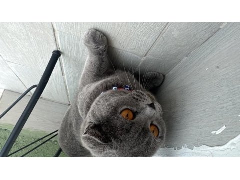 Ücretsiz sahiplendirecek takip şartı ile scottish fold