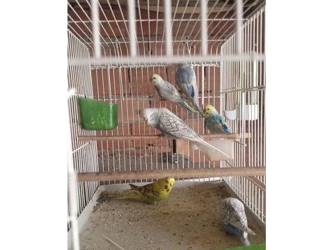 Jumbo muhabbet kuşu yavru