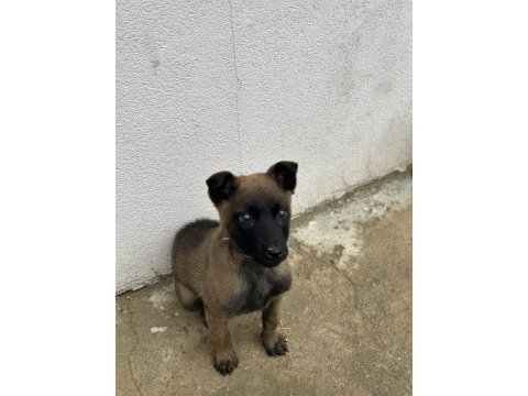 A kalite belçika malinois kurdu son erkek aşılar tam