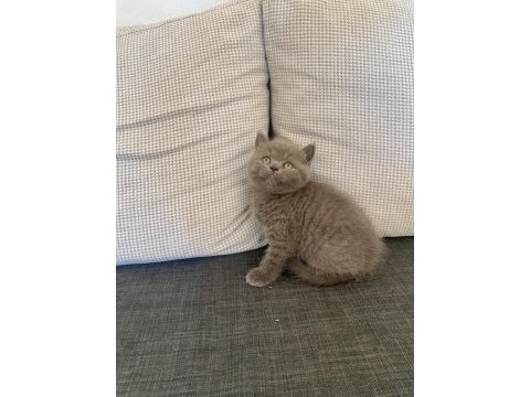 Birbirinden güzel ve oyuncu british shorthair yavrularım