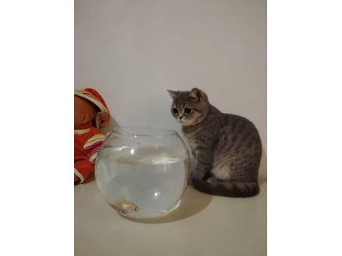 British shorthair 8 aylık