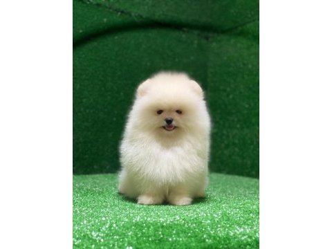 Ayı surat pomeranian yavrular