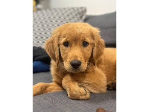 Son 1 dişi 1 erkek golden yavrular kapıda ödeme mevcuttur
