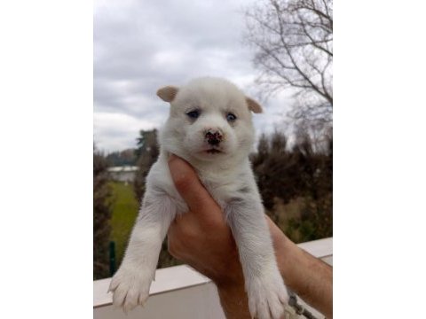Husky (sibirya kurdu) yavrularımız