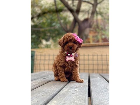 Aşılı tüy dökmeyen micro boy toy poodle