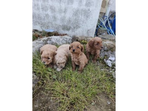 Kilo ve boy garantili maltipoo yavrular istanbul