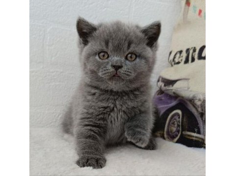 Safkan british shorthair gri yavrular