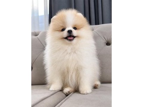 Erkek pomeranian boo party colour