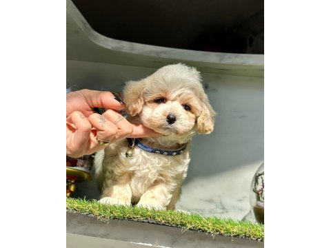 Dizayn ırk sevimli maltipoo yavrular