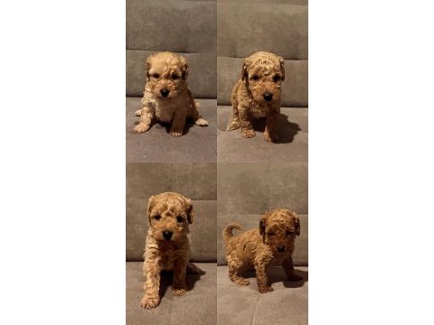 A kalite teacup toy poodle yavrularımız