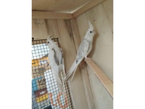 4 aylık civarı sultan papağanları