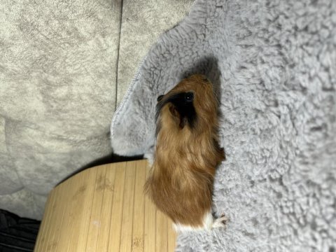 Minik ginepig bebeklerimiz