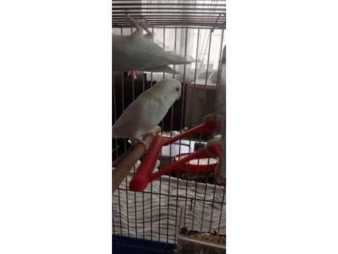 Albino kırmızı göz dişi forpus
