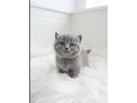 Munchkin kısa bacak kedimiz