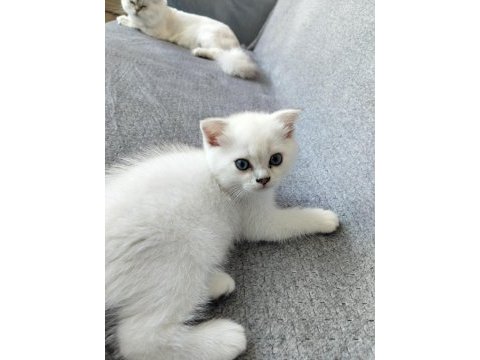 Temas bağımlısı maviş kız kedimiz