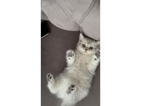 Ailenize yeni bir dost kediniz olsun