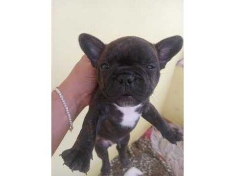 Sahiplendirilme zamanı beyaz sahiplendirildi french bulldog