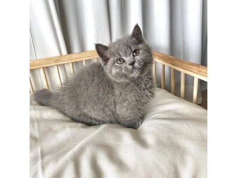 British shorthair yavruları