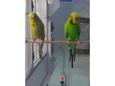 Şov jumbo takım olarak muhabbet kuşu