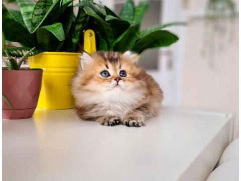 Bal küpü golden british longhair